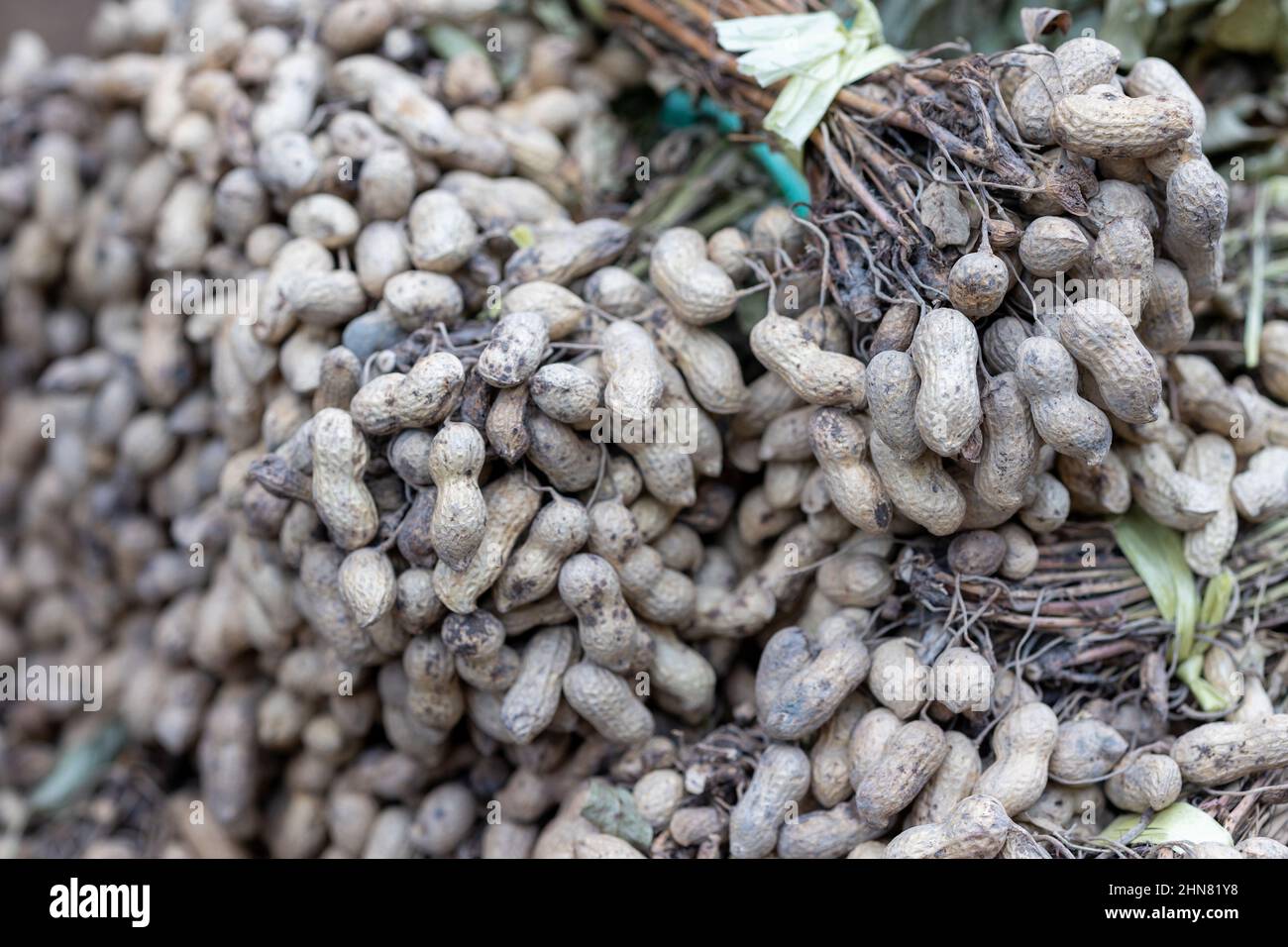 Peanuts (Arachis hypogaea) on the stalk, a legume of the pea family (Fabaceae). Stock Photo