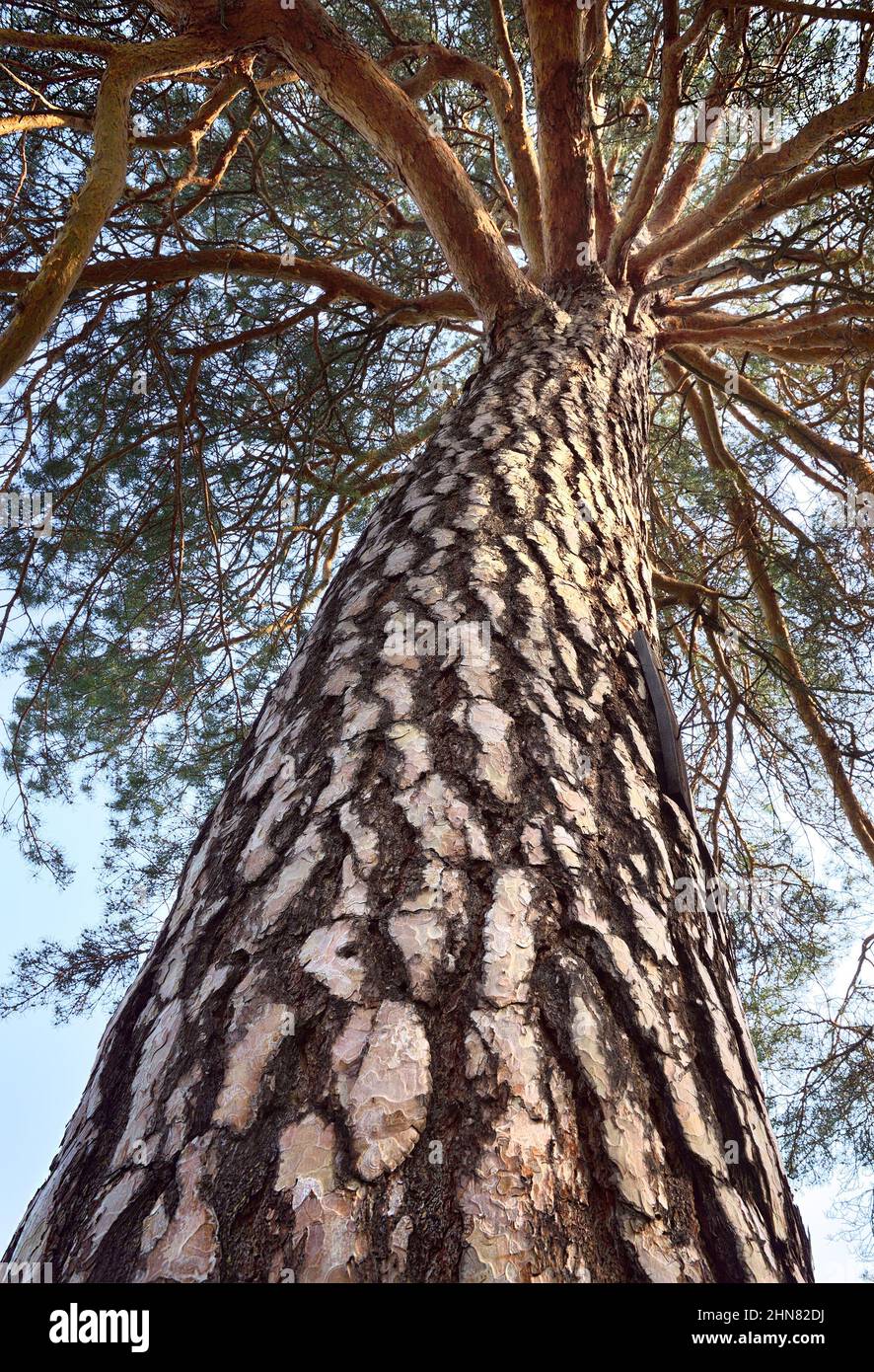 The trunk of a pine tree against the blue sky. The bark of a large ...