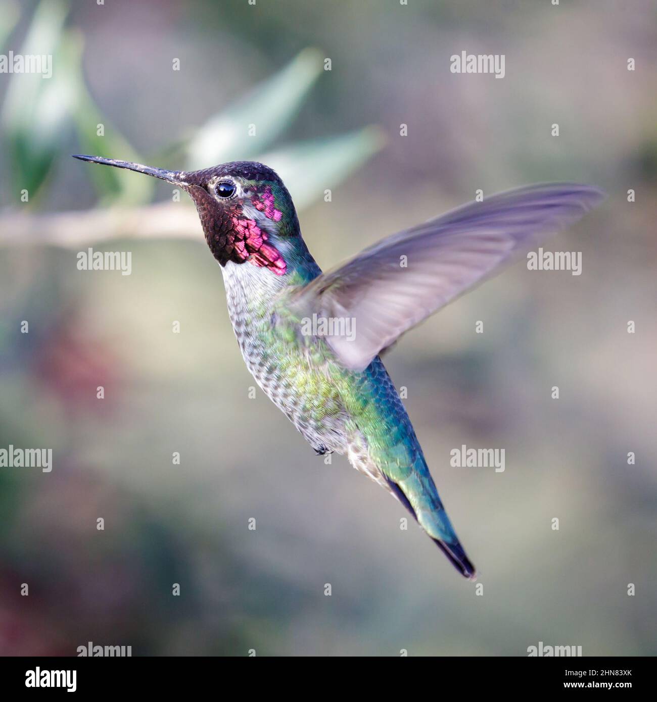 Anna's Hummingbird adult male hovering and foraging for flower nectar. Santa Cruz, California, USA. Stock Photo