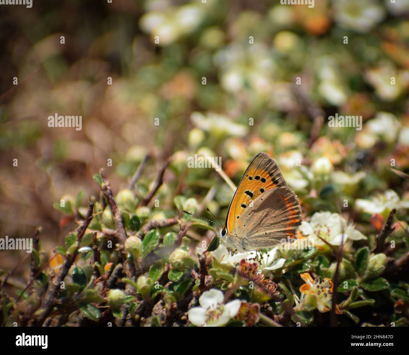 beautiful common copper( lycaena phlaeas) butterfly. Stock Photo