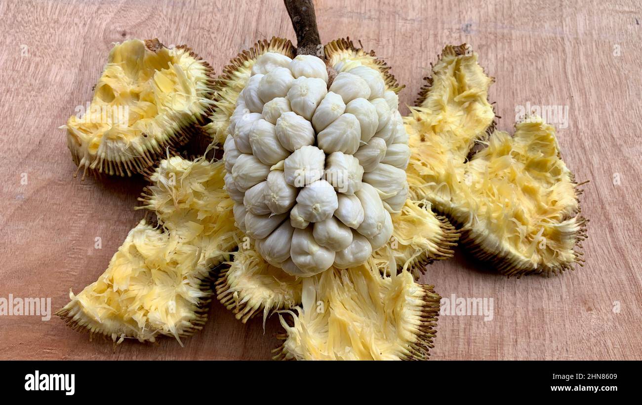 Close up view of Tarap fruit of Borneo Sabah. Rare fruits concept Stock ...