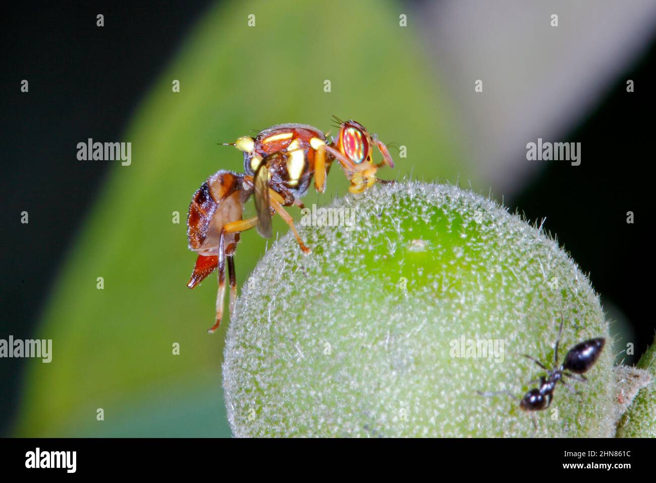 Wild Tobacco Fruit Fly, Bactrocera cacuminata. This fruit fly lives on Solanum mauritianum. Coffs Harbour, NSW, Australia Stock Photo