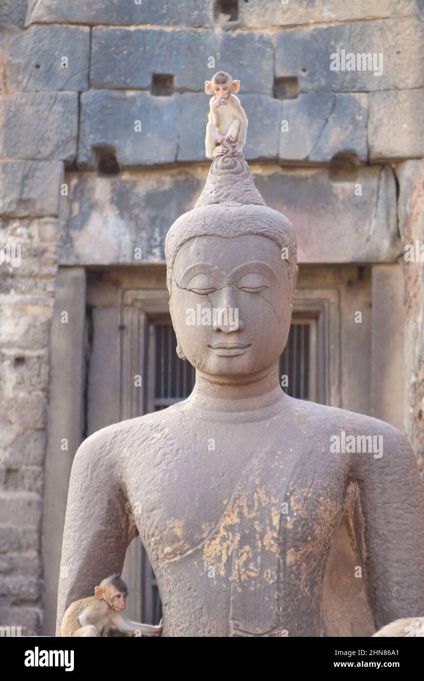 Young  Monkey sitting on a Buddha Statue at Phra Prang Sam Yot Buddhist Temple, Lopburi, Thailand Stock Photo