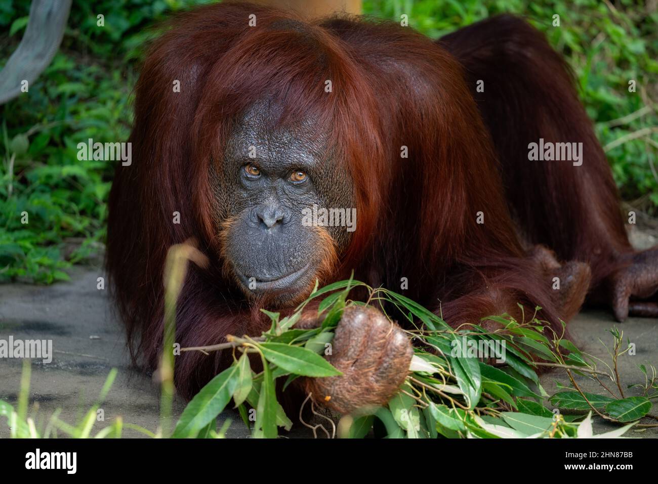 Orangutan holding a green plant in its hand in its enclosure and looking at the camera at the zoo Stock Photo