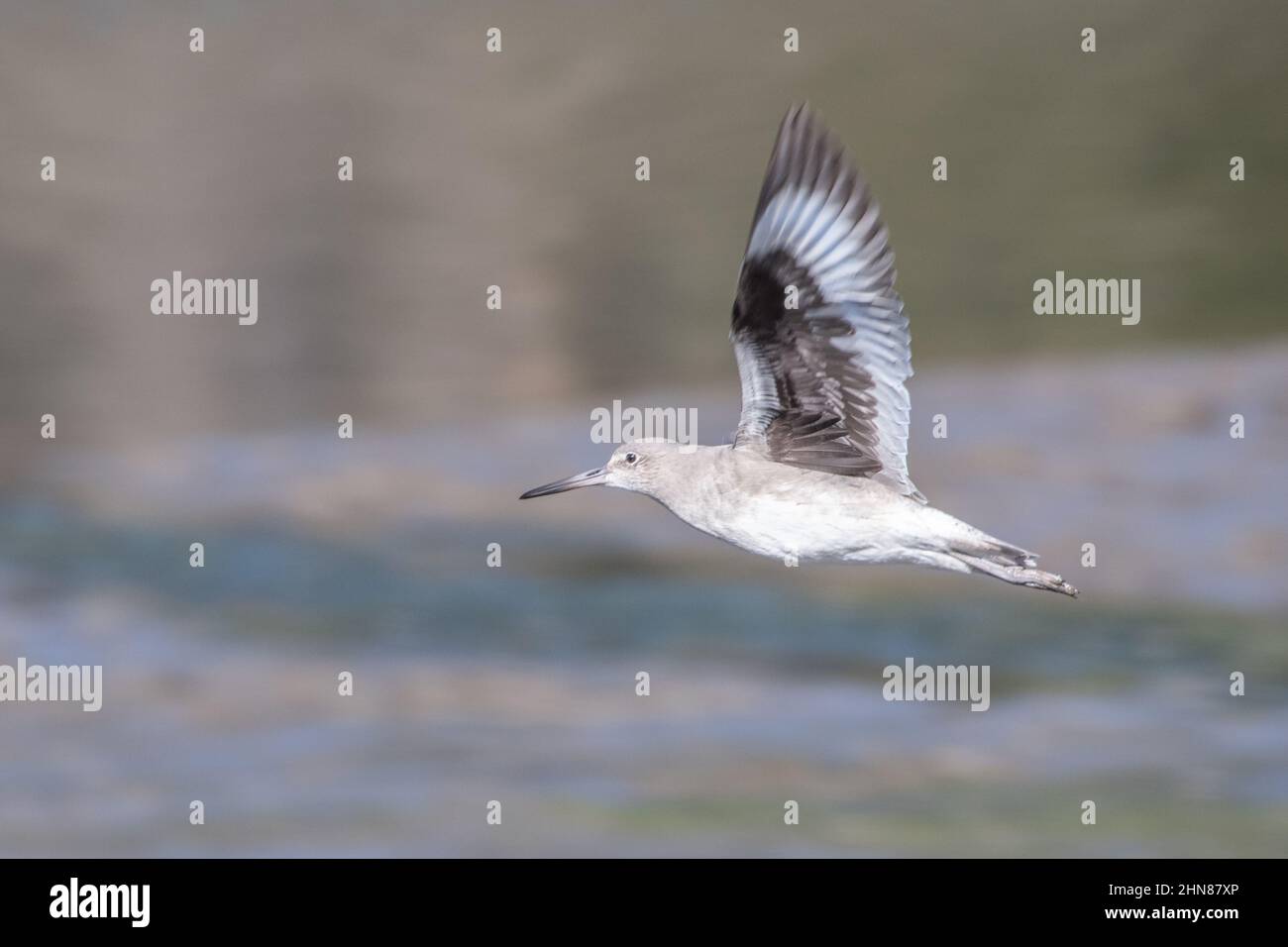 A willet (Tringa semipalmata) in flight showing off its underwing markings in Point Reyes National seashore in Marin county, California, USA. Stock Photo