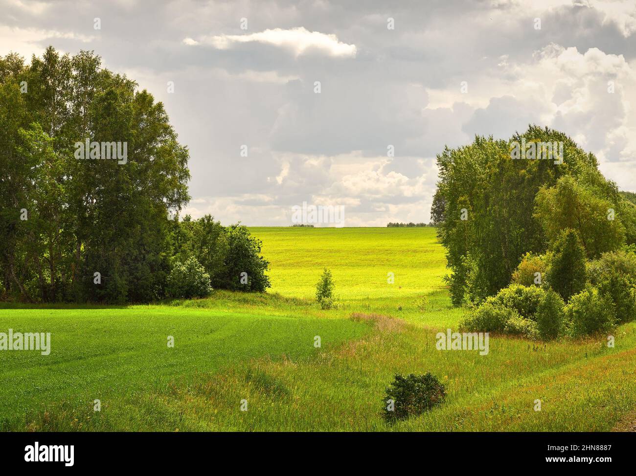 Bright agricultural field with young shoots, trees on the sides, summer ...