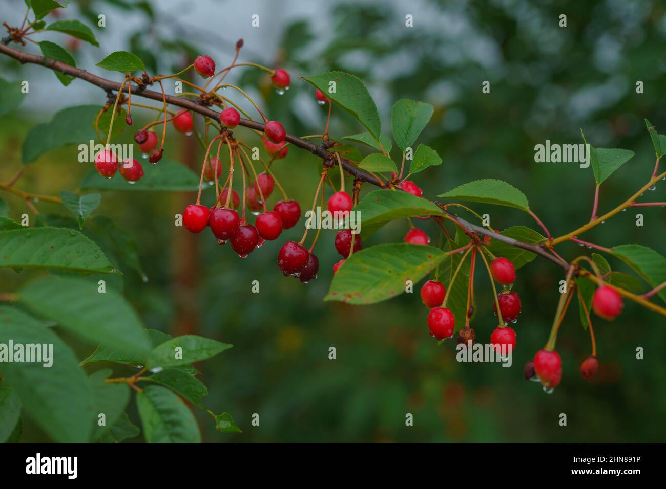 Red cherries hanging on cherry tree branch with soft light blurred background Stock Photo