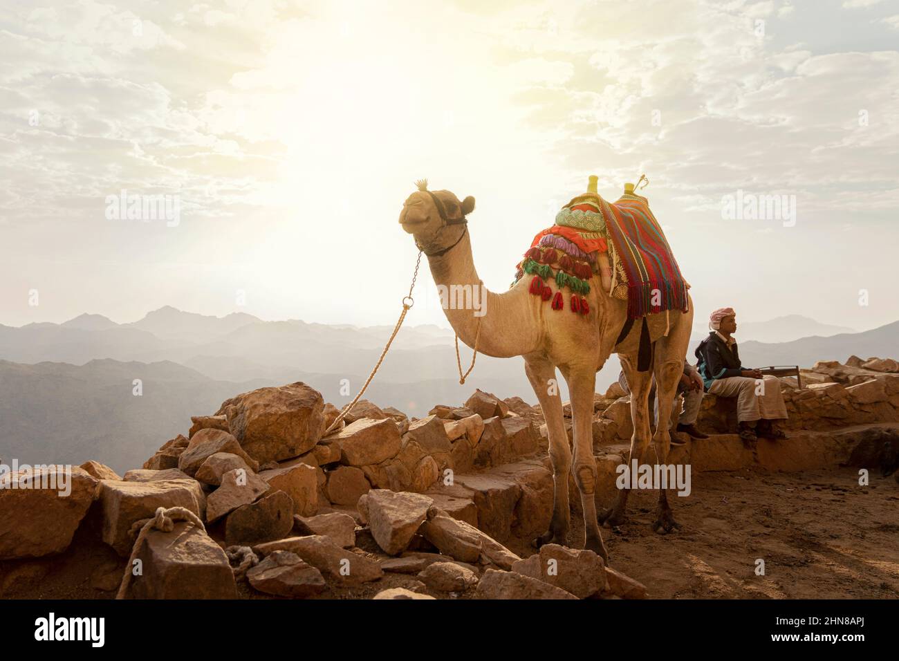 camel and a Bedouin rest on the edge of a cliff while climbing Mount Moses. Bedouin lifestyle. Sinai Peninsula, Egypt. October 14, 2022. Stock Photo