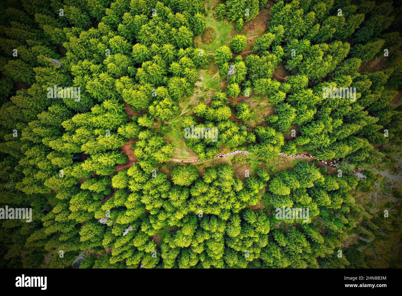 Aerial view of a flock of sheep through a forest Stock Photo - Alamy