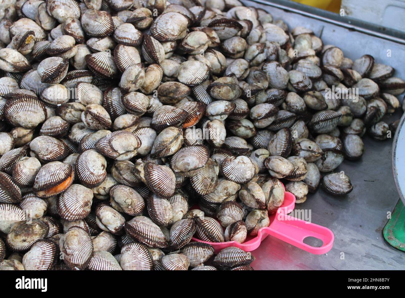 Pink clam meat hires stock photography and images Alamy