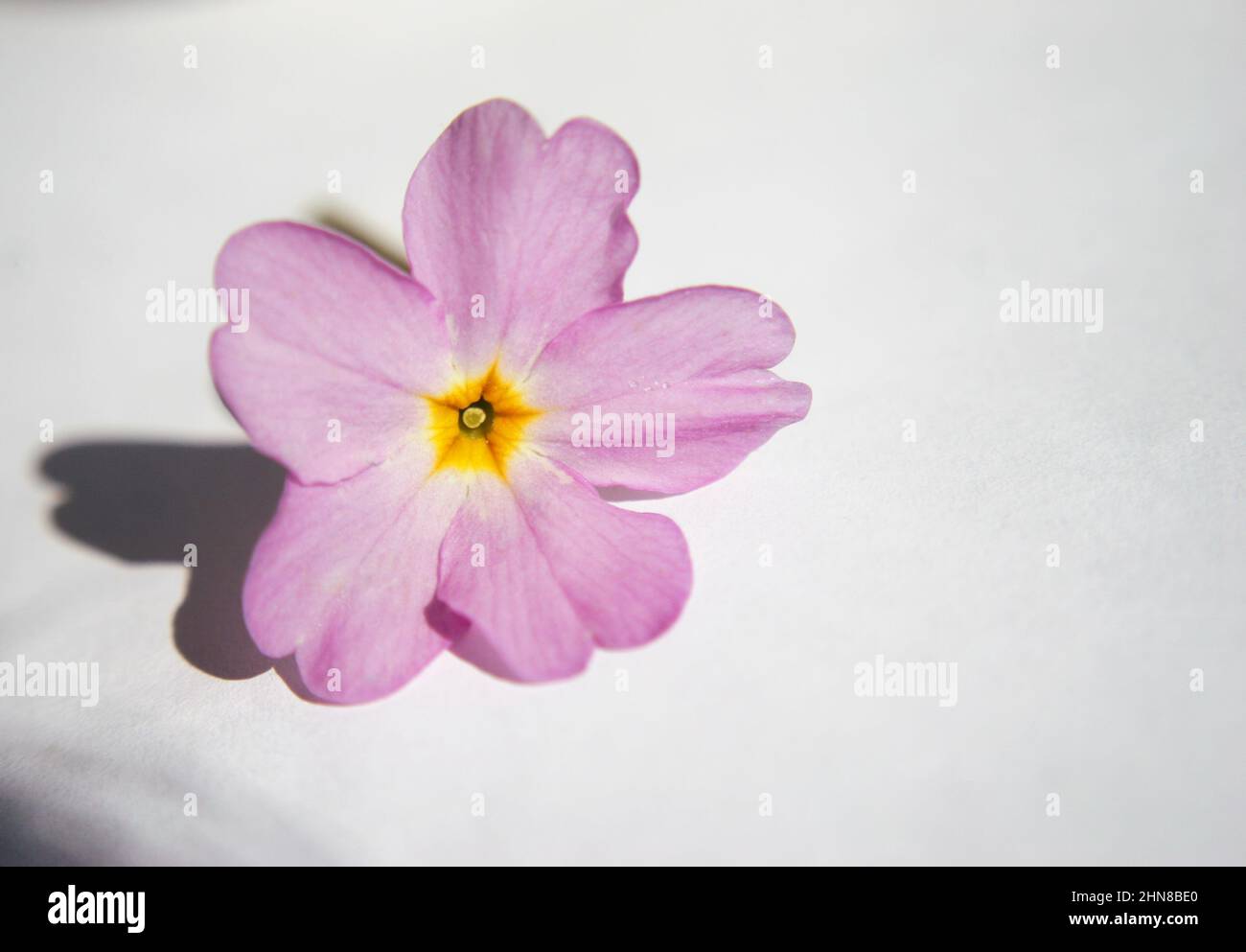 Primrose or common primrose or English primrose (Primula vulgaris) pink flower close up Stock Photo