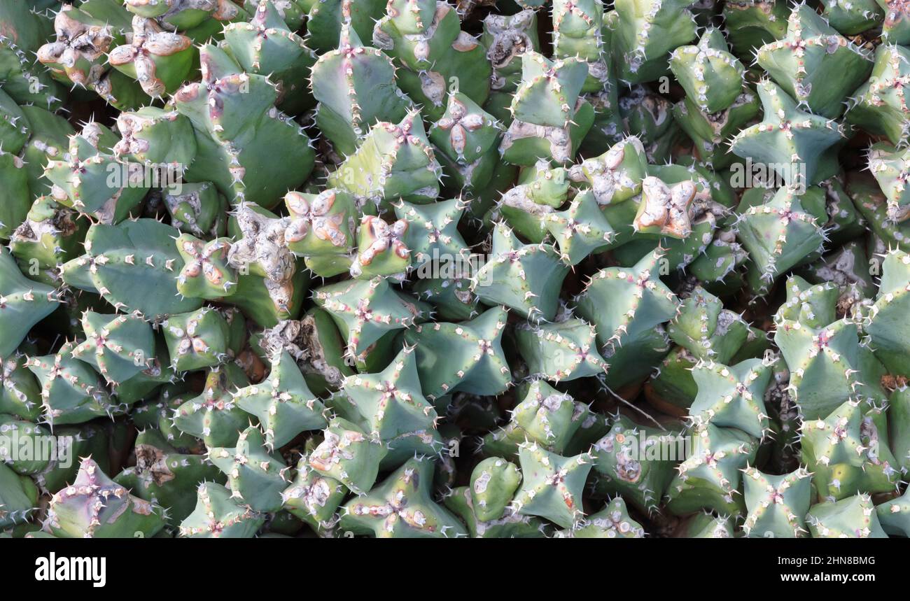 Cactus (euphorbia resinifera) with prickly thorns as found in nature, selective focused Stock Photo