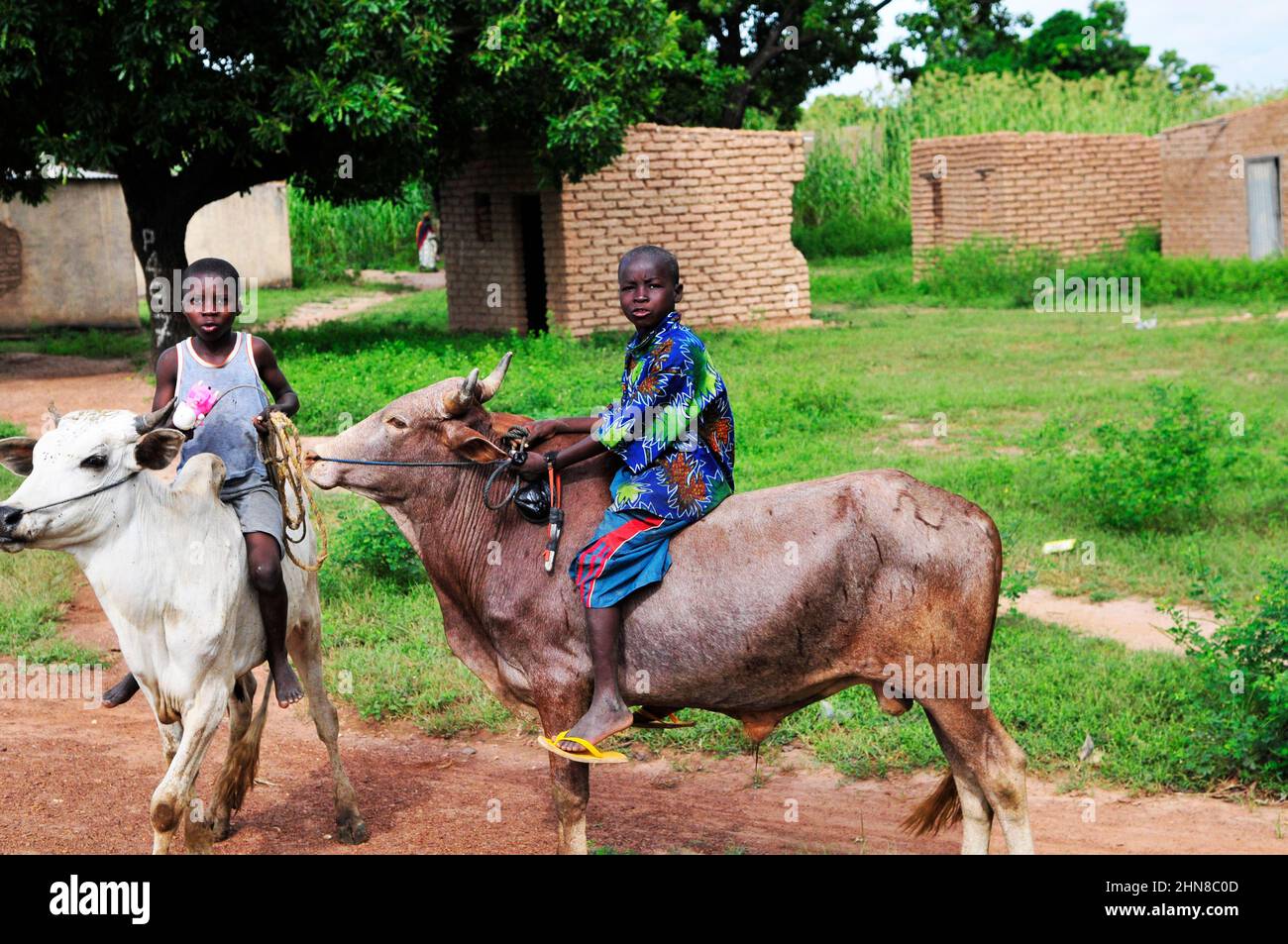 Cute Burkinabe boys riding their cows in rural Burkina Faso. Stock Photo