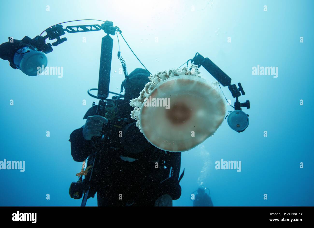 Cassiopea andromeda (upside-down jelly fish Stock Photo - Alamy
