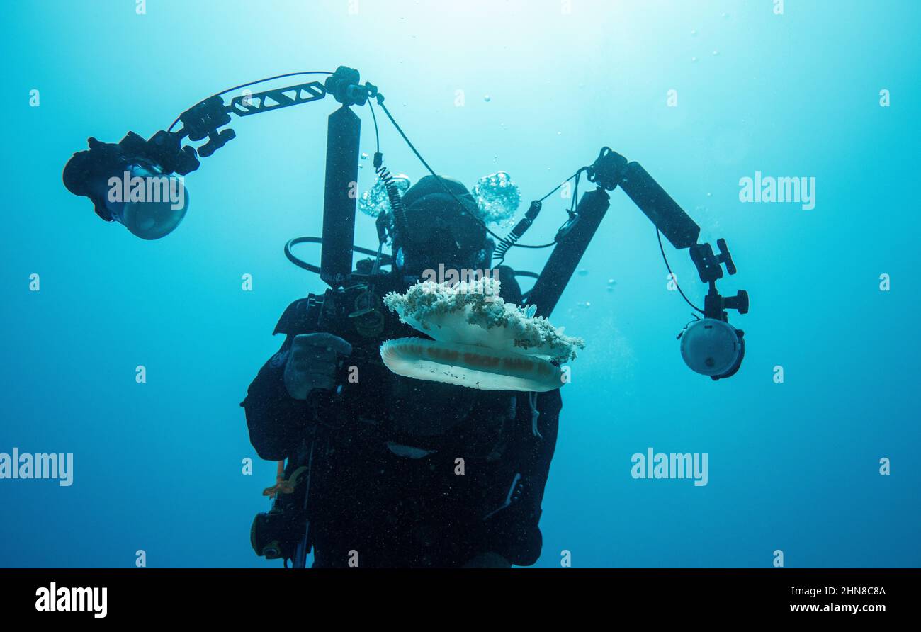 Cassiopea andromeda (upside-down jelly fish Stock Photo - Alamy