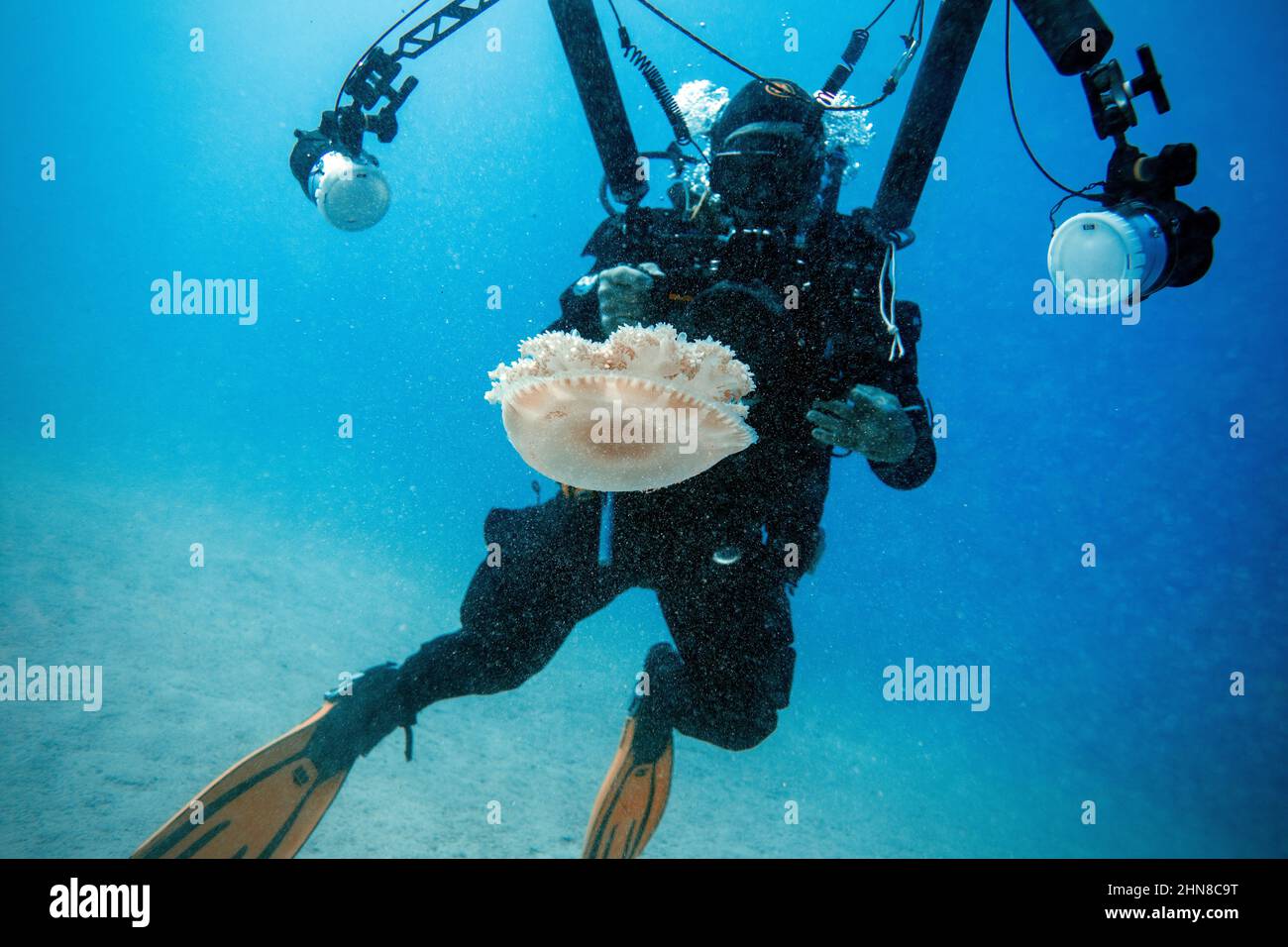 Cassiopea andromeda (upside-down jelly fish Stock Photo - Alamy