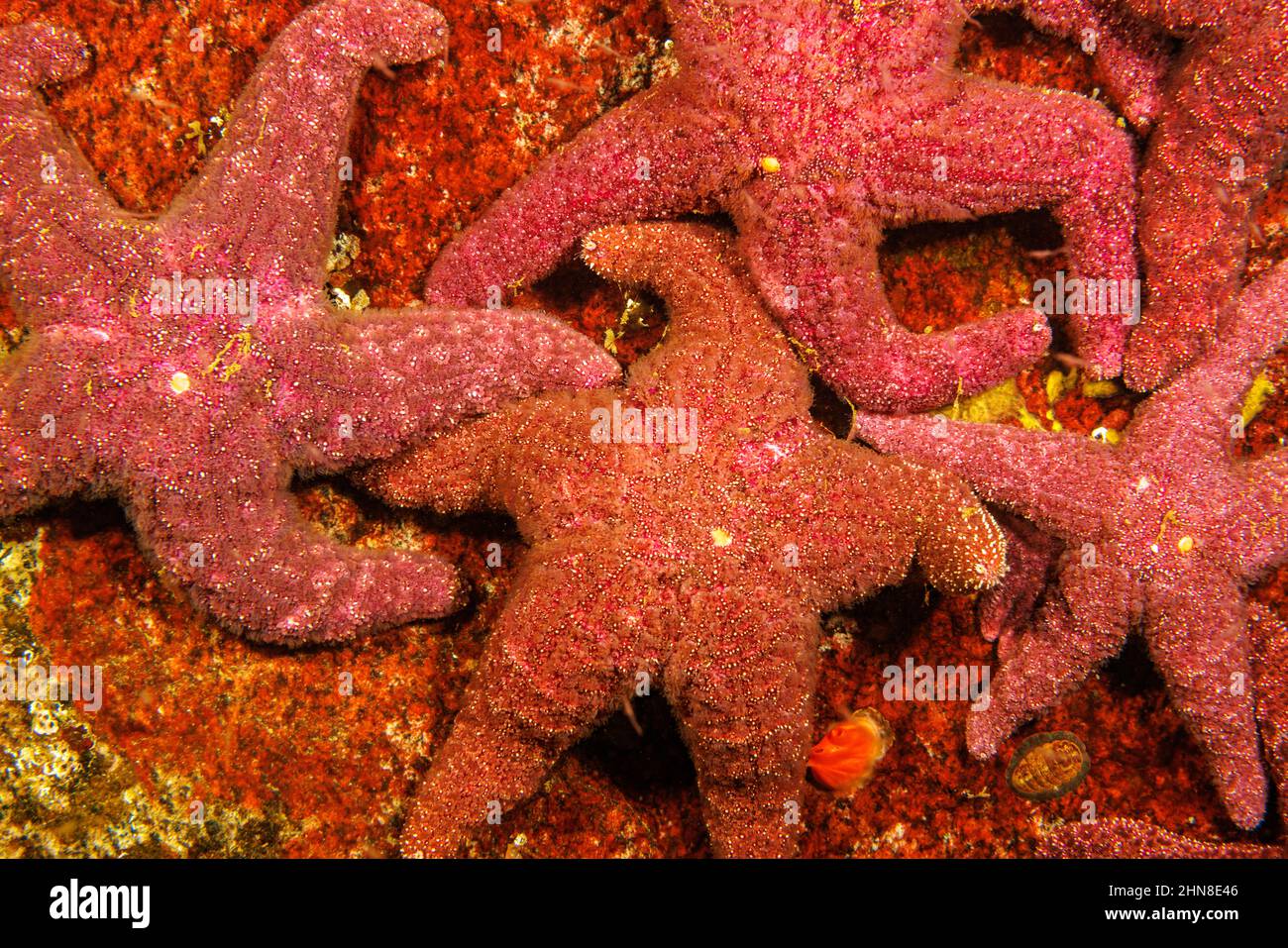 A group of ochre sea stars, Pisaster ochraceus, British Columbia, Canada. A disease-associated die off known as the Sea Star Wasting Syndrome has made Stock Photo