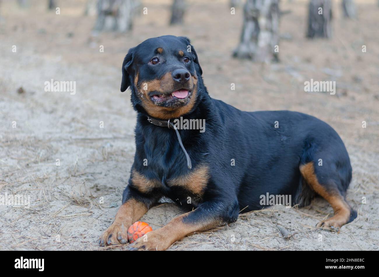 Erotic woman huge dog black Hot sexy