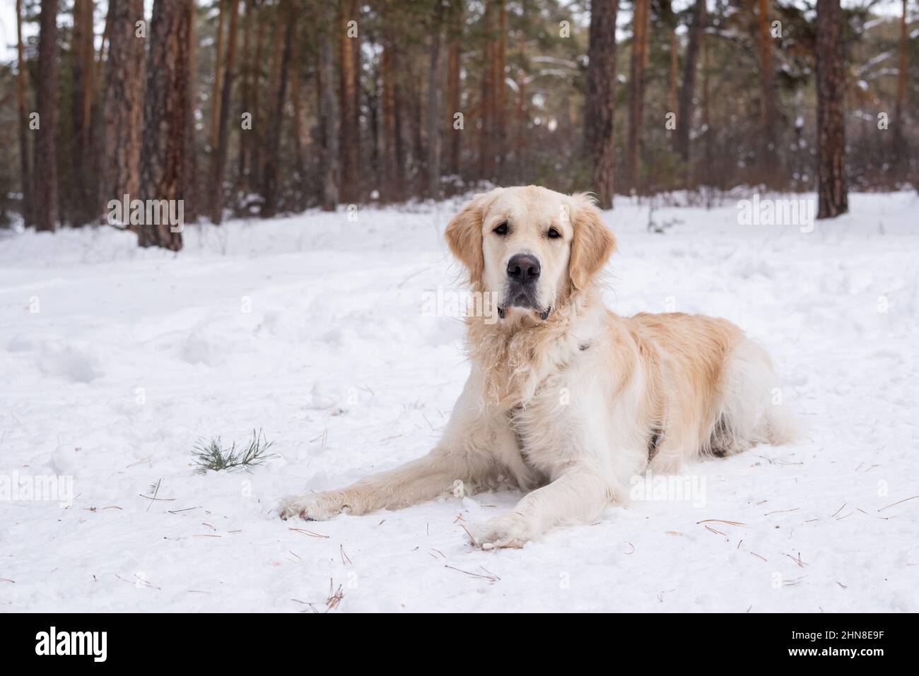 Portrait of cute purebred dog lying on the snow while walking on fresh air in winter forest Stock Photo