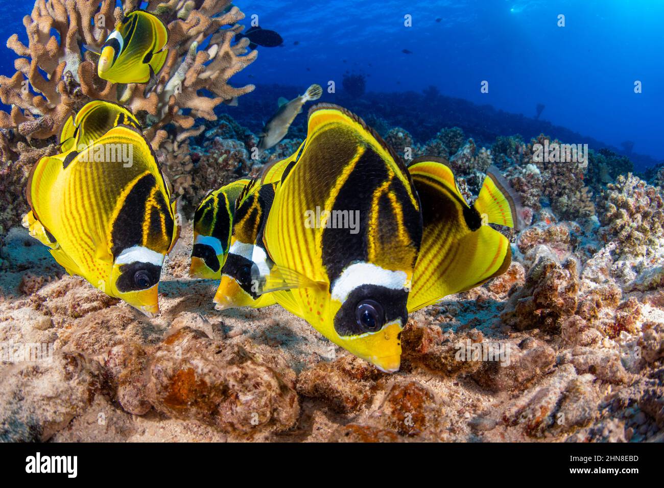 Raccoon butterflyfish, Chaetodon lunula, are occasionally found in large schools, Hawaii. Stock Photo