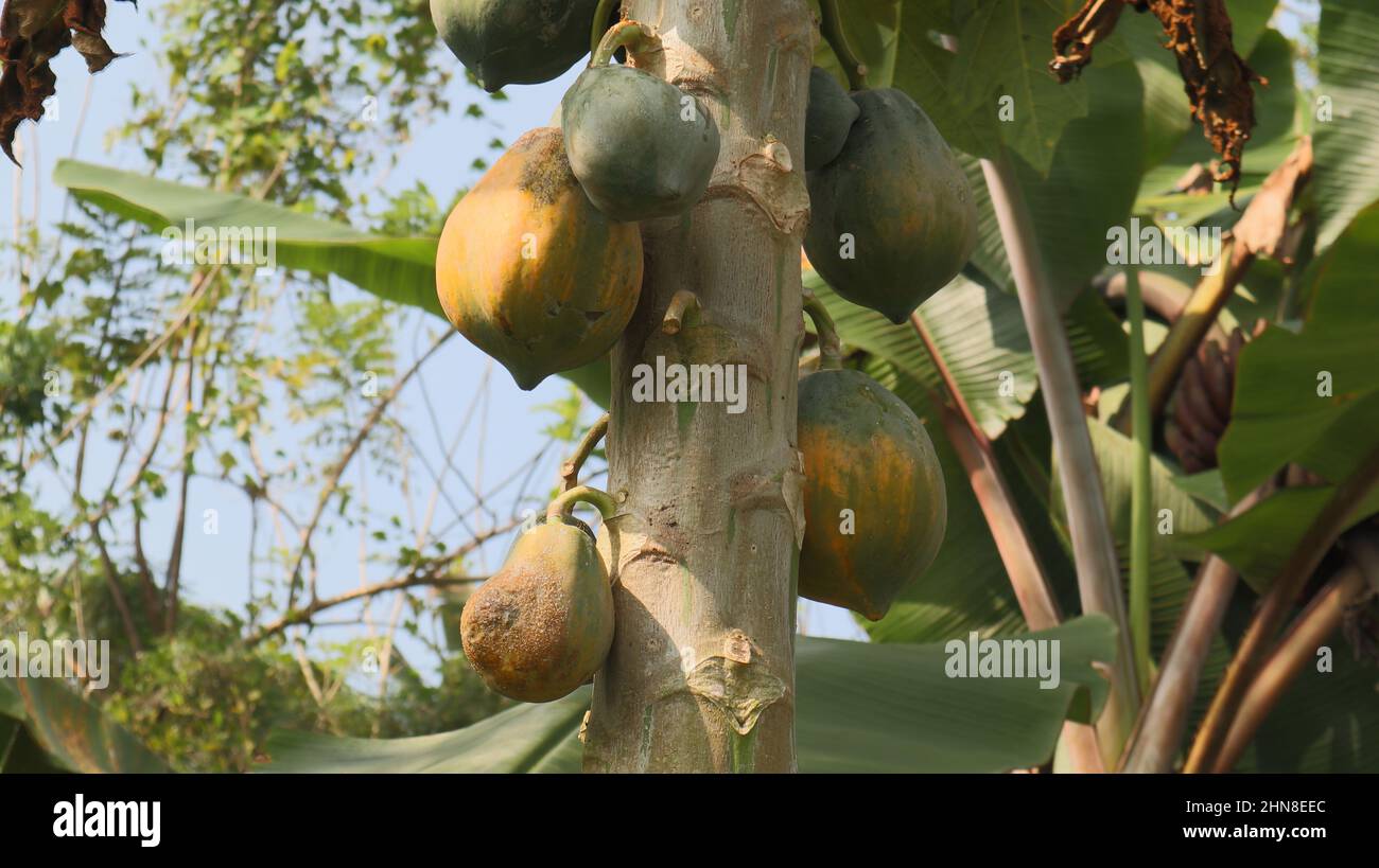 Close up of a Papaya stem with few ripening papaya having Papaya ring spot virus diseases Stock Photo