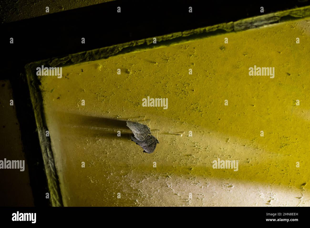 Two peacock butterflies hibernating in an old abandoned house Stock
