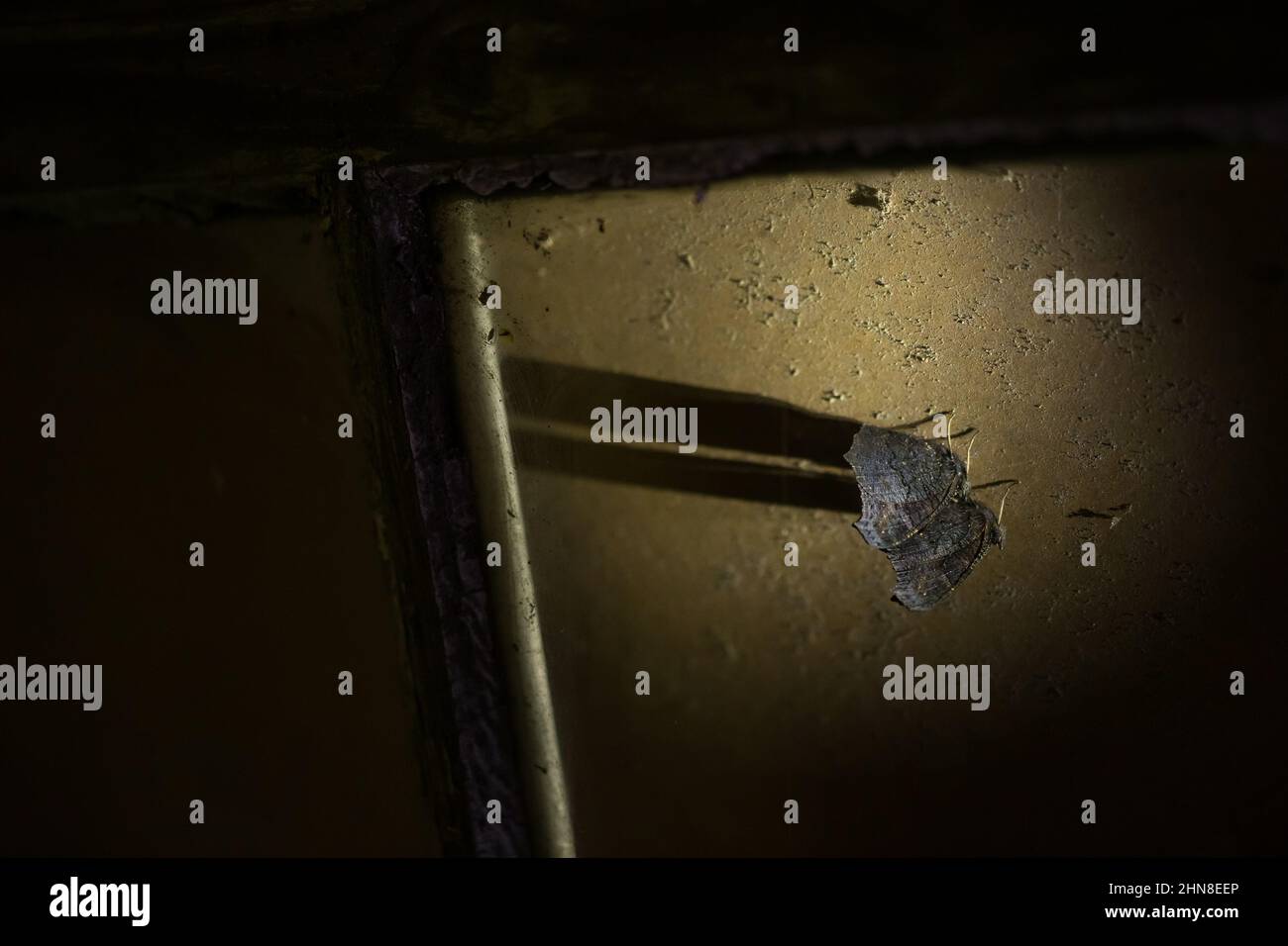 Two peacock butterflies hibernating in an old abandoned house Stock