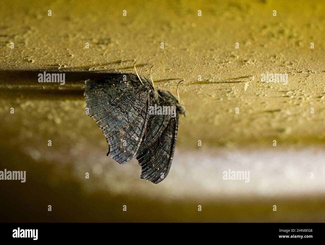 Two peacock butterflies hibernating in an old abandoned house Stock