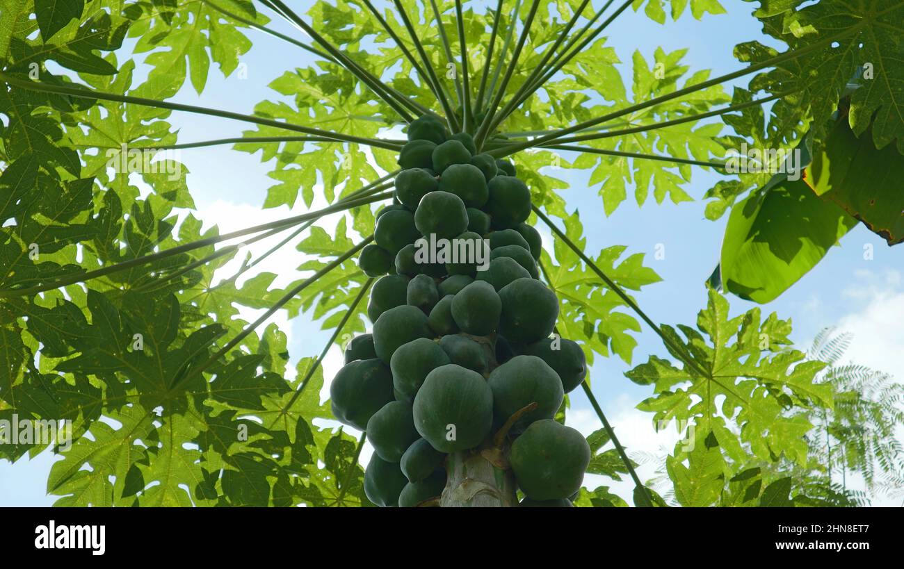 Underneath view of a Papaya stem with lots of green color papayas Stock Photo