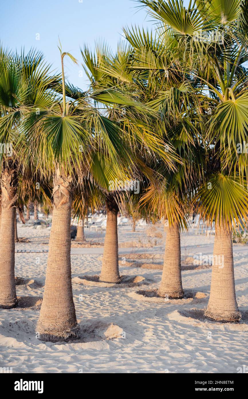 Palm trees on the beach, UAE, Dubai. Tropical beach Stock Photo