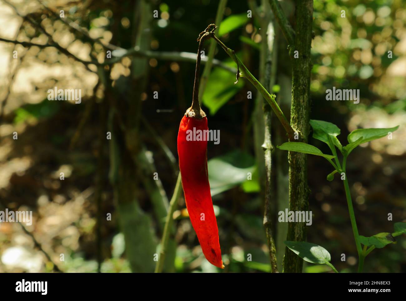 Close up of a ripen, diseased chilli spike in direct sunlight Stock Photo