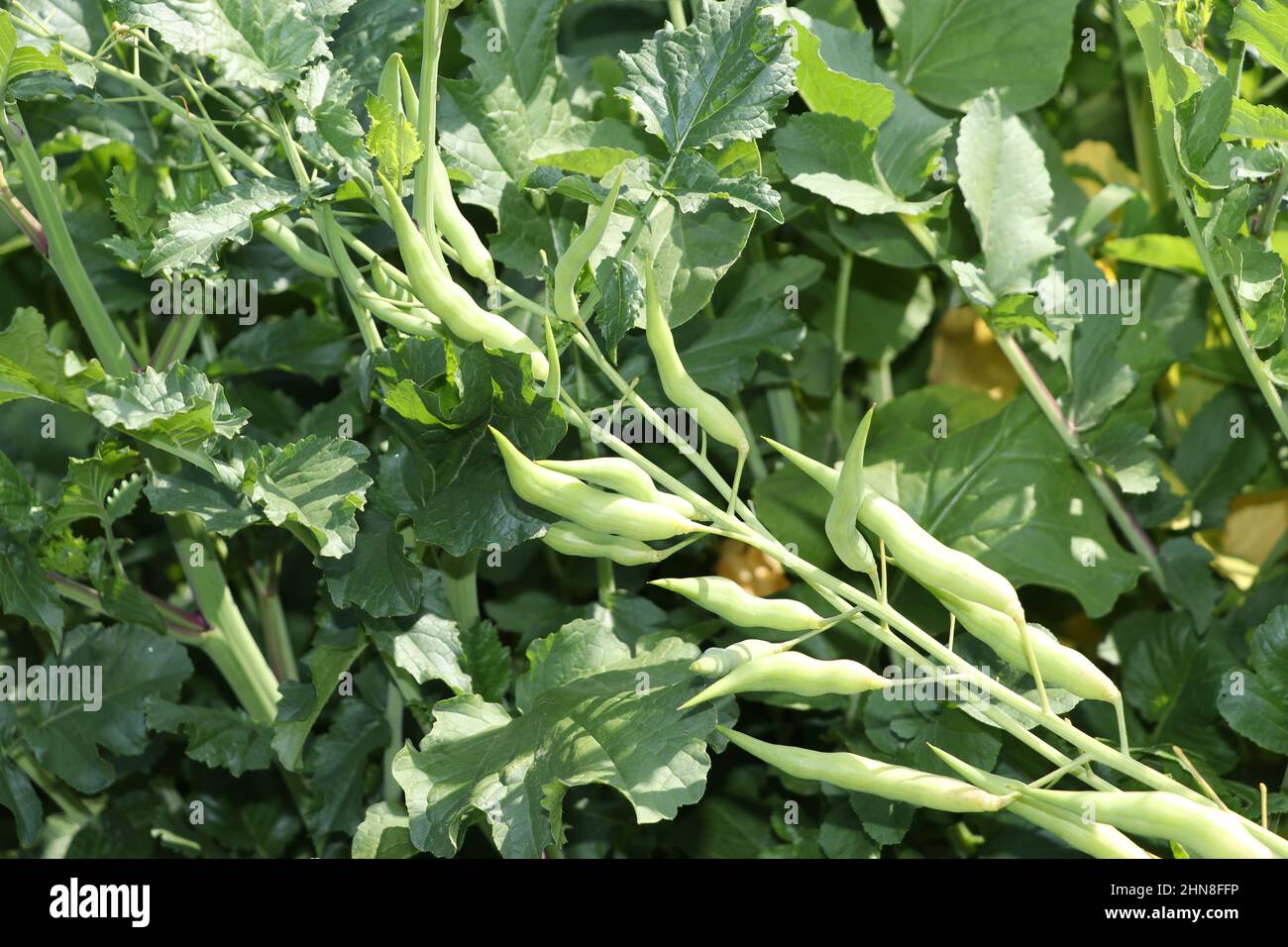 green plant on green pea close up. Stock Photo