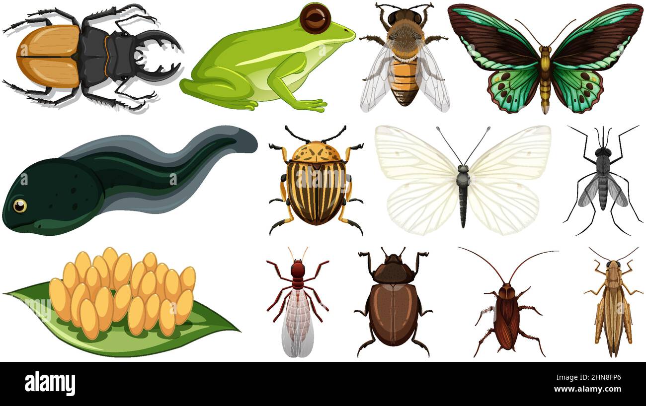 Two Different Insects Different insects collection isolated on white background illustration ...