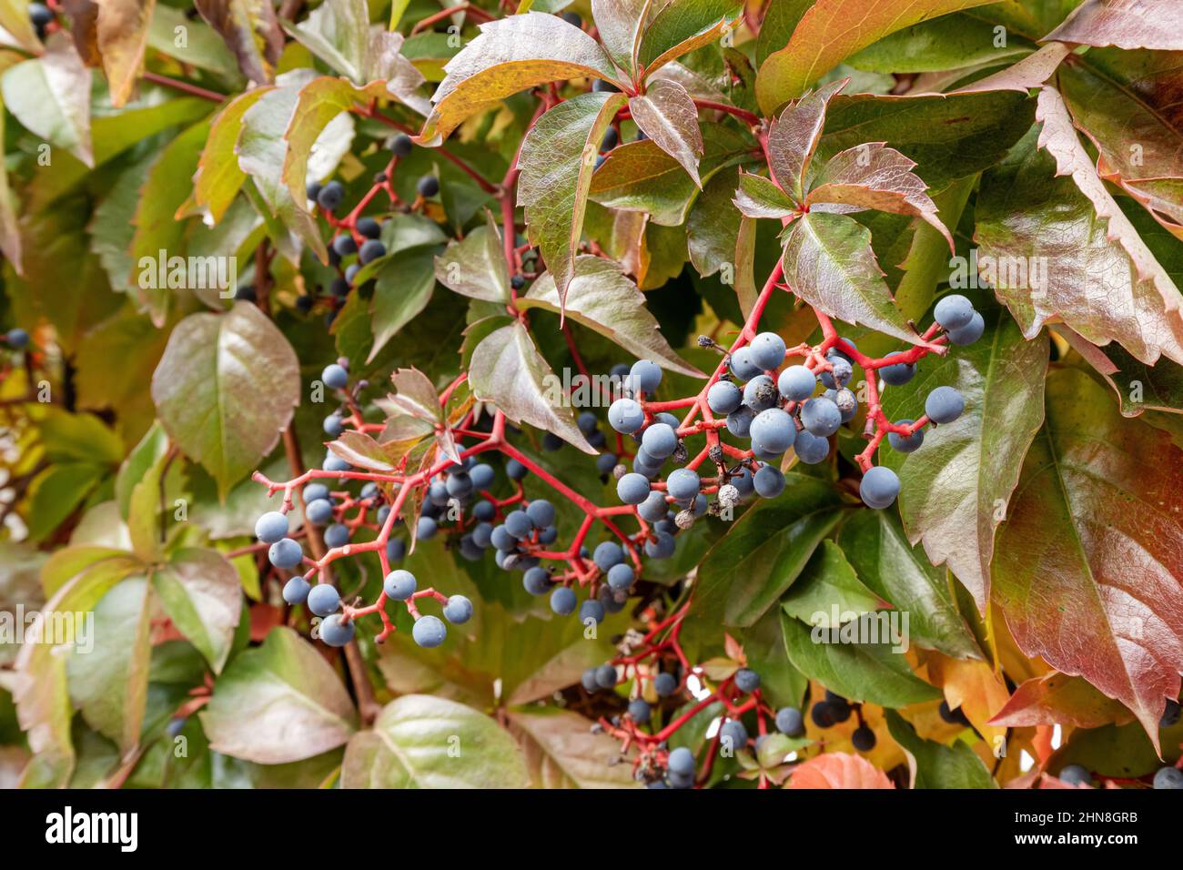 Parthenocissus is a climbing tendril in the grape family. Fruits and foliage at autumn time Stock Photo