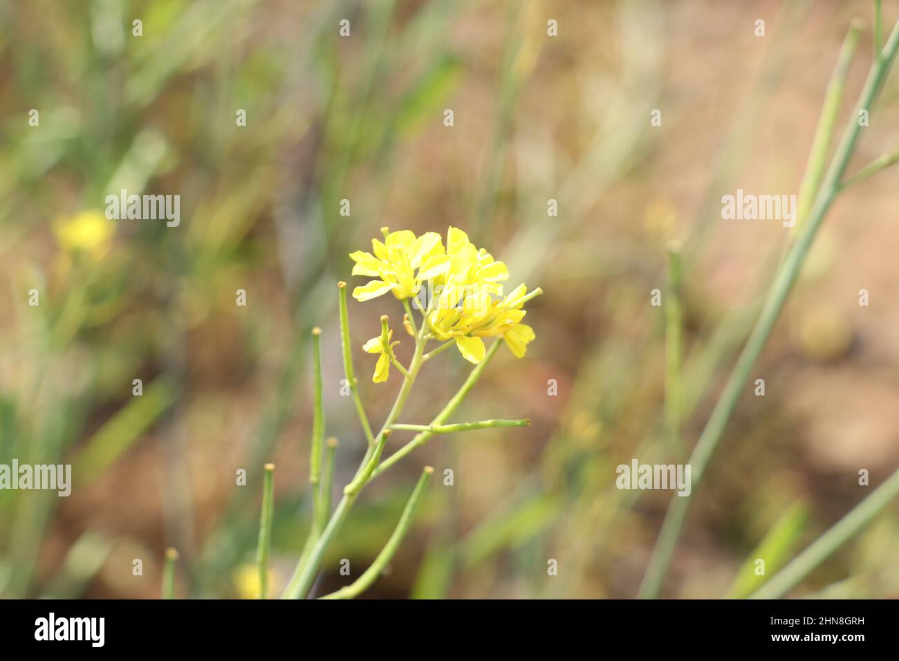 mustard yellow flower in farm. Stock Photo