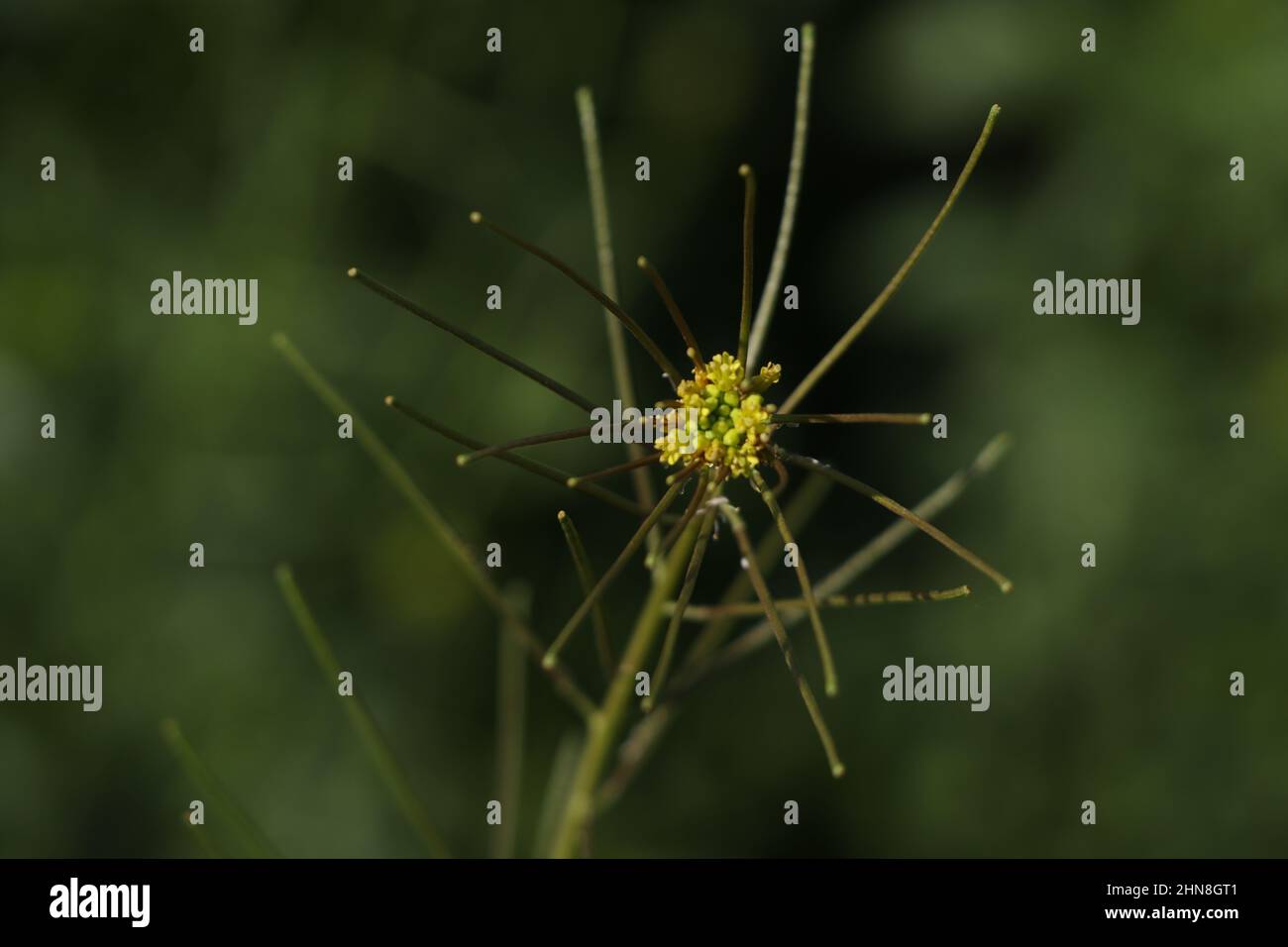 mustard yellow flower in farm. Stock Photo