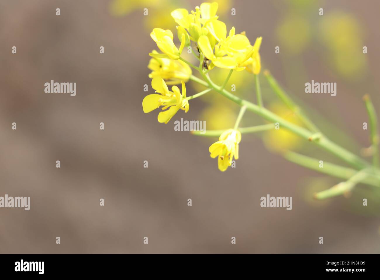 mustard yellow flower in farm. Stock Photo