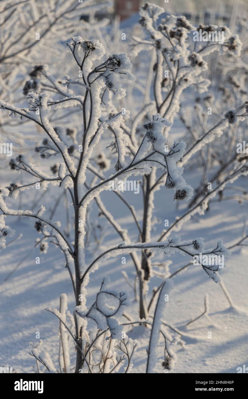 Snow-covered curved burdock on a frosty morning close-up Stock Photo