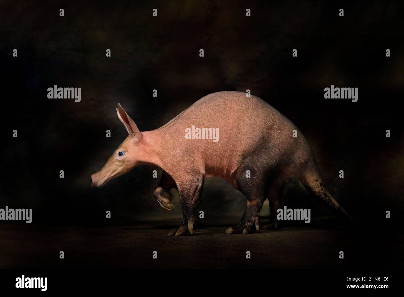 Aardvark, Orycteropus afer, burrowing, nocturnal mammal native to Africa.  Crazy animal in the dark night. Aardvark, in the nature habitat, Tanzania.  A Stock Photo - Alamy
