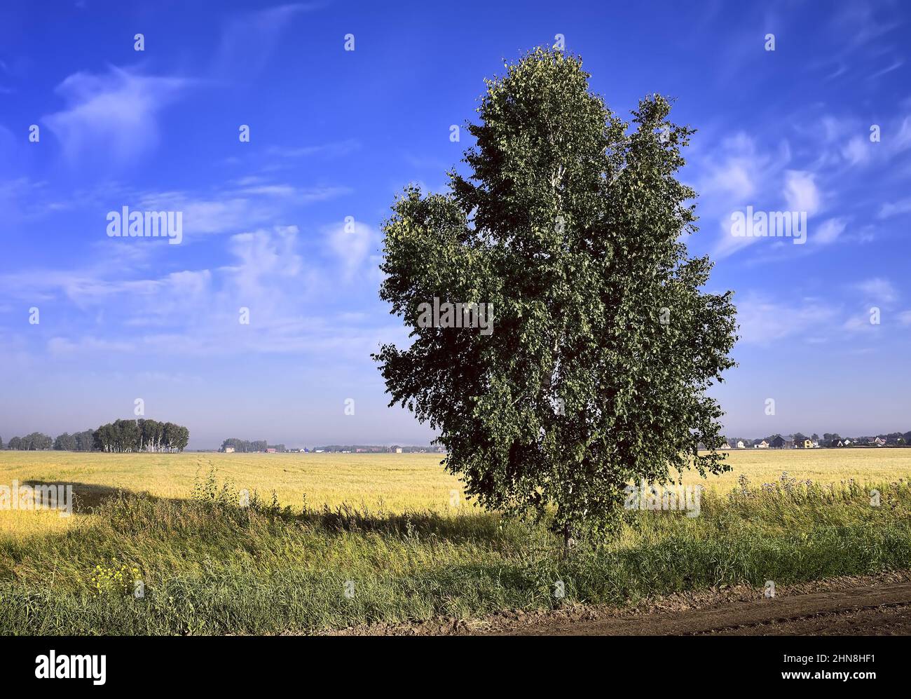 A rural field on the side of the road under a blue sky. Novosibirsk ...