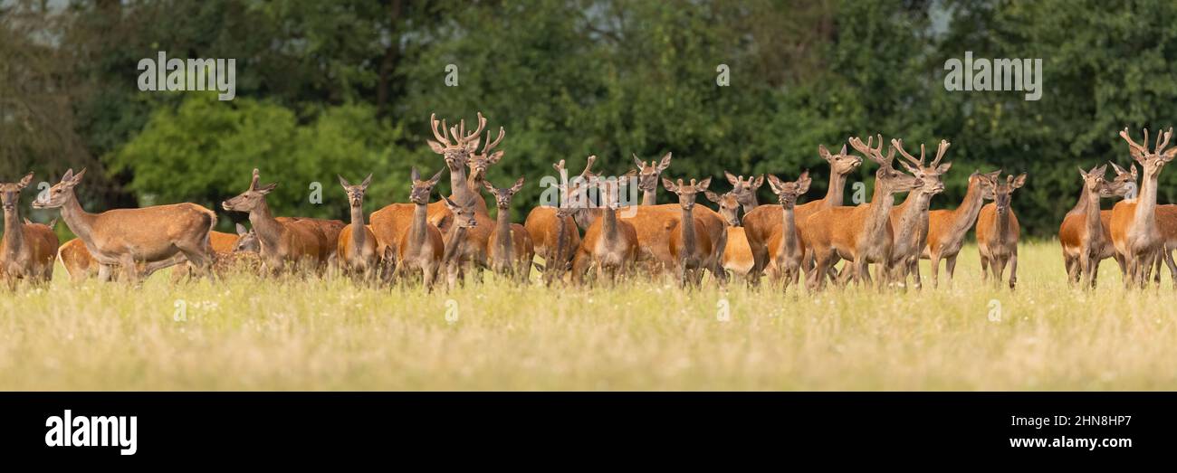 Group of red deer looking on green field in summer Stock Photo