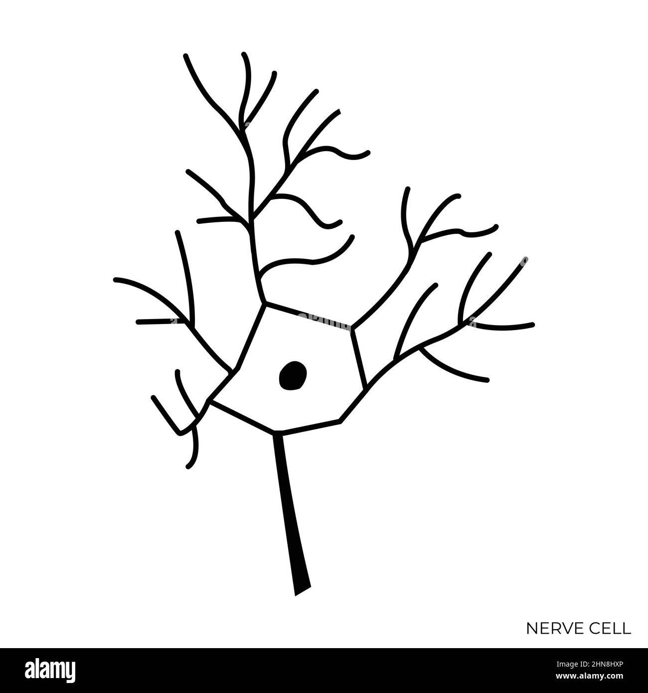 Nerve Cell Black and White Isolated Illustration Stock Vector