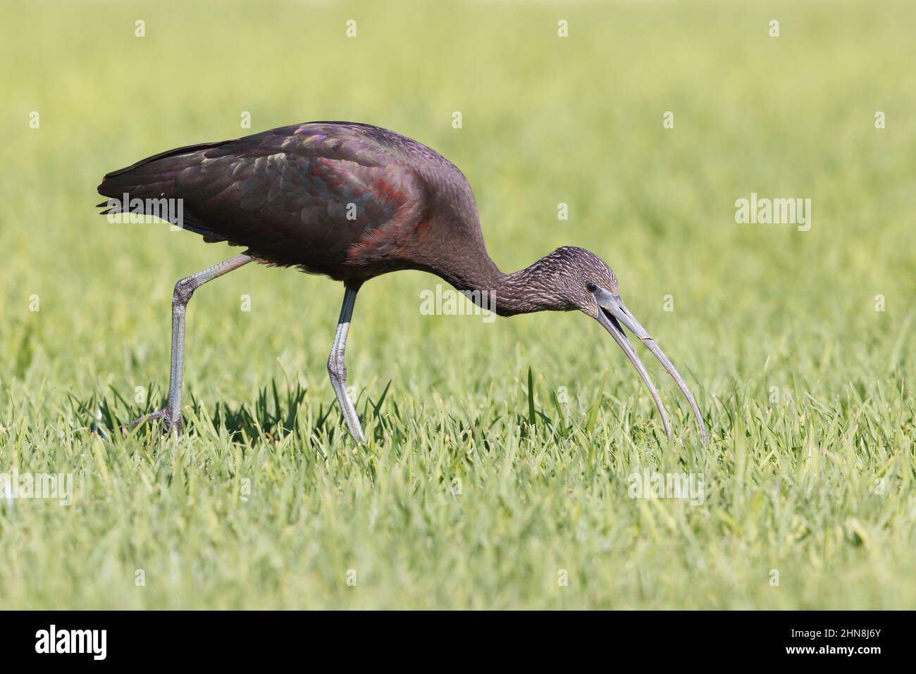 Glossy ibis, Morro Jable, Fuerteventura, Canary islands, January 2022 Stock Photo