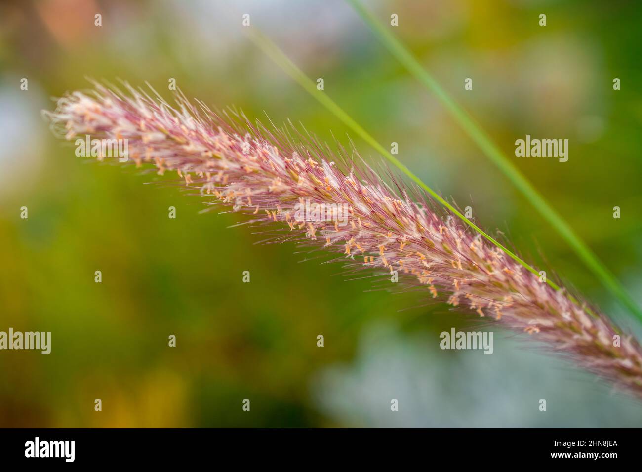 summer grass background Stock Photo