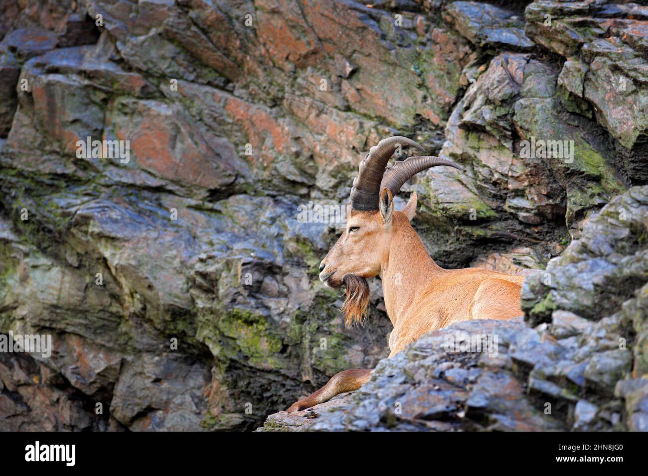 West Caucasian tur, Capra caucasica, sitting on the rock, endangered animal in the nature habitat, Caucasus Mountains, range description Georgia and R Stock Photo