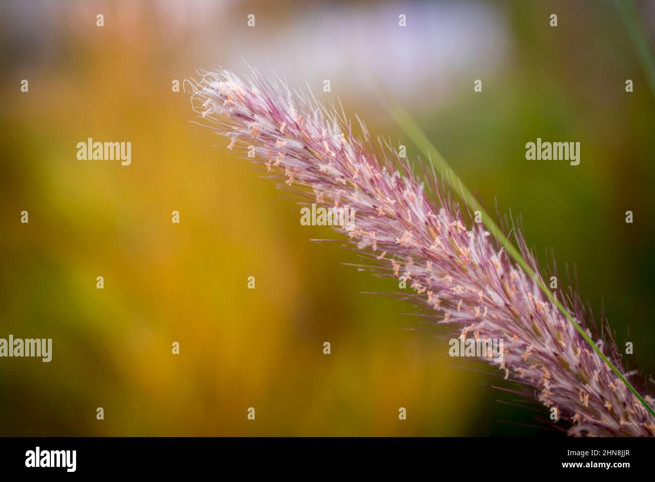 summer grass background Stock Photo