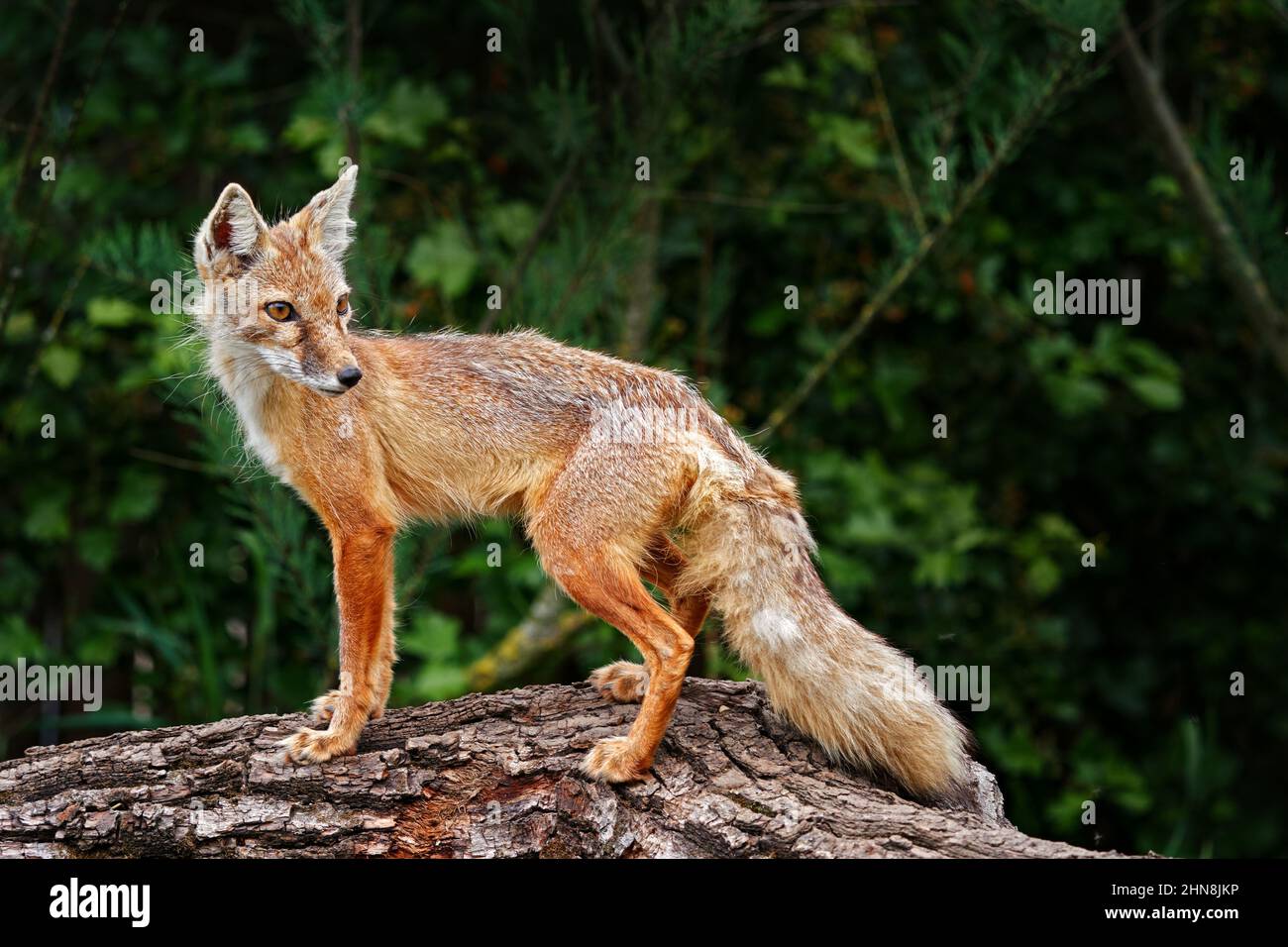 Corsac Fox, Vulpes corsac, in the nature stone mountain habitat, found in steppes and deserts in, Mongolia, Central Asia.  Fox in the nature habitat. Stock Photo