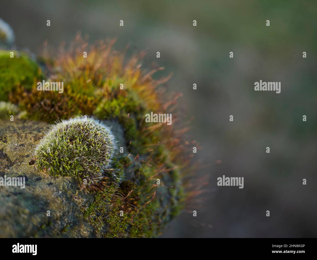 Clumps of moss on a dry stone wall in Yorkshire, UK, catch the rays of a setting winter sun. Stock Photo