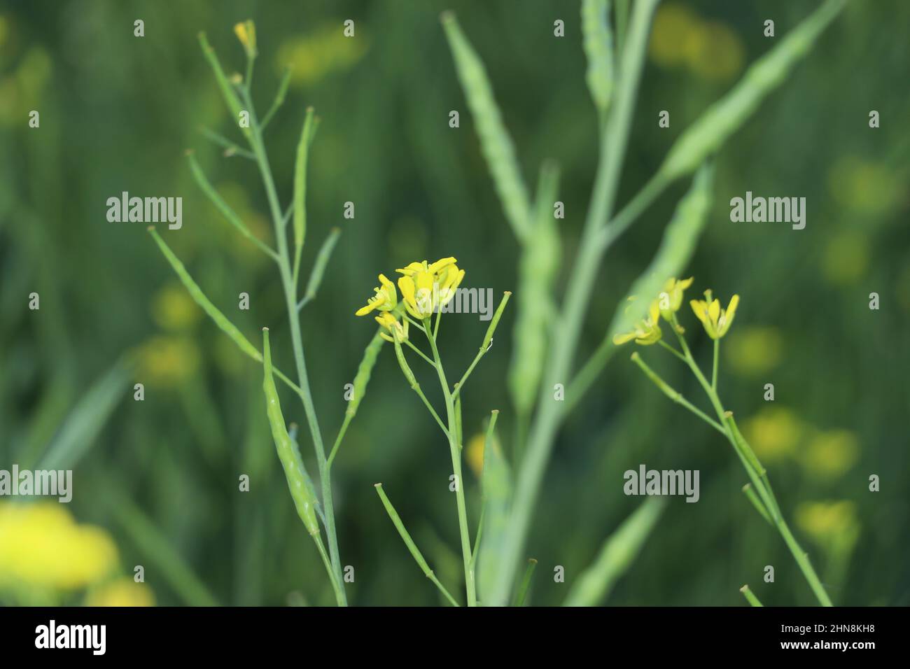 mustard yellow flower in farm. Stock Photo