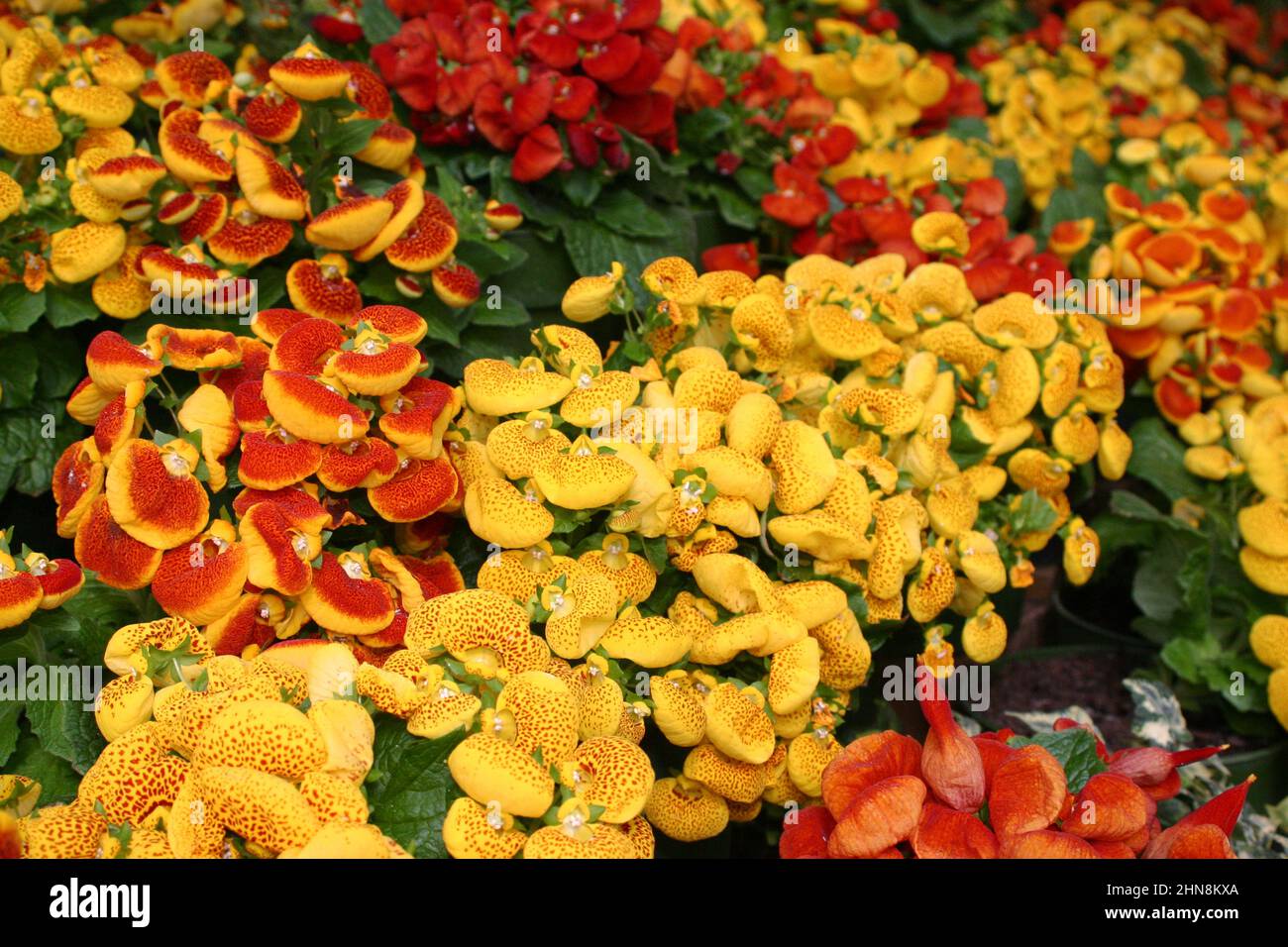 YELLOW AND RED CALCEOLARIA FLOWERS. Stock Photo